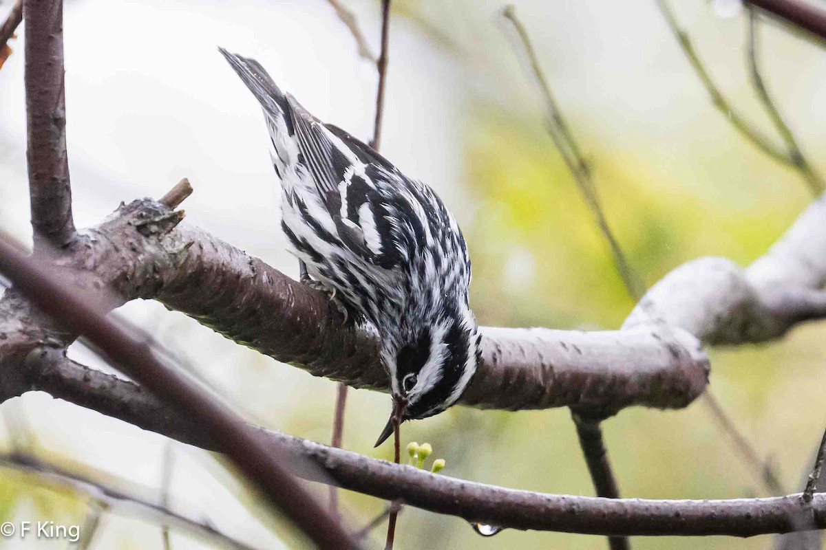 Black-and-white Warbler - ML620114140
