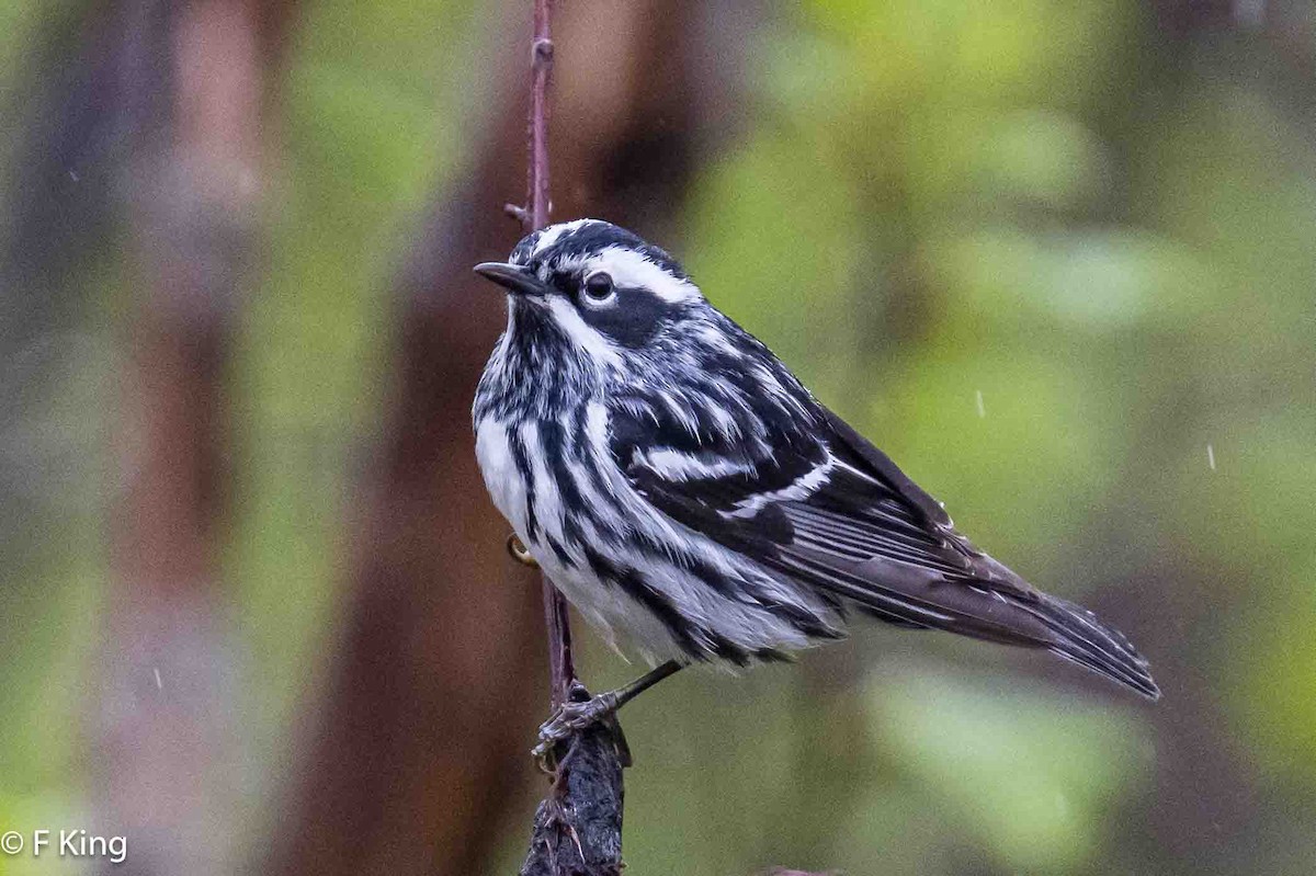 Black-and-white Warbler - ML620114141