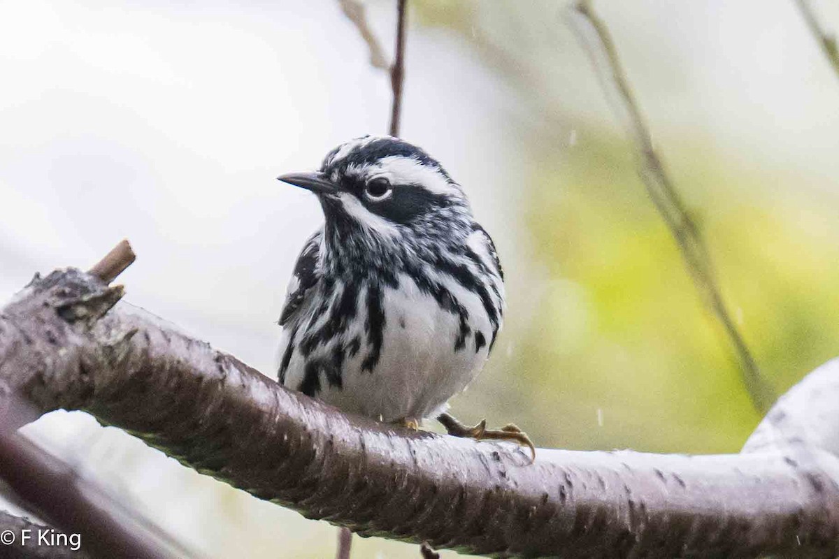 Black-and-white Warbler - ML620114142
