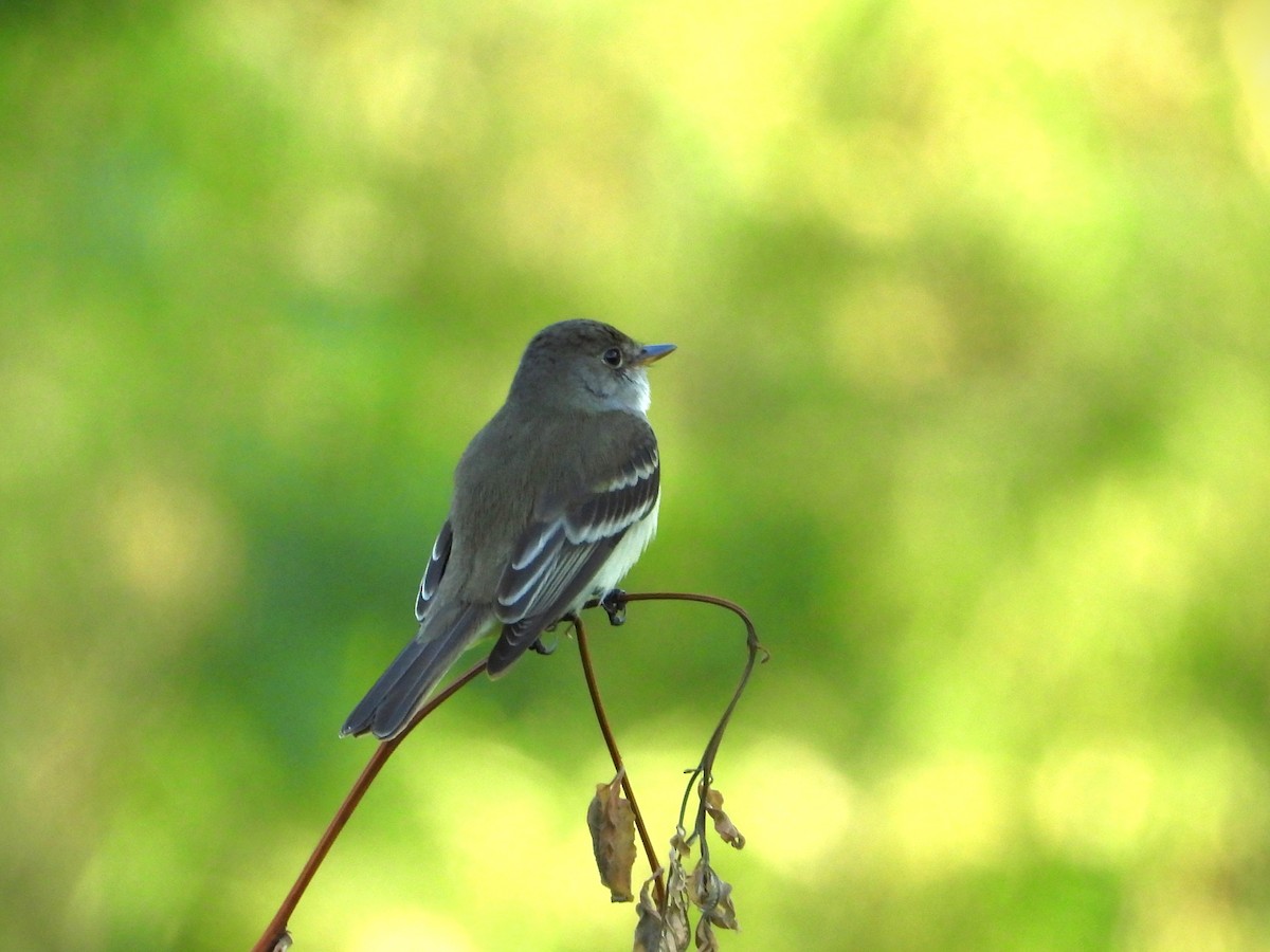 Willow Flycatcher - ML620114148