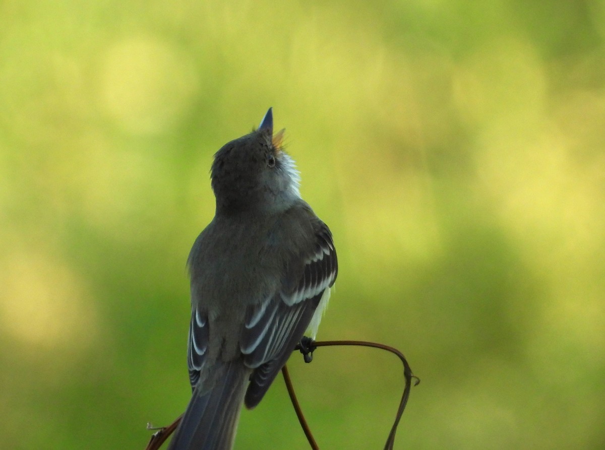 Willow Flycatcher - ML620114160