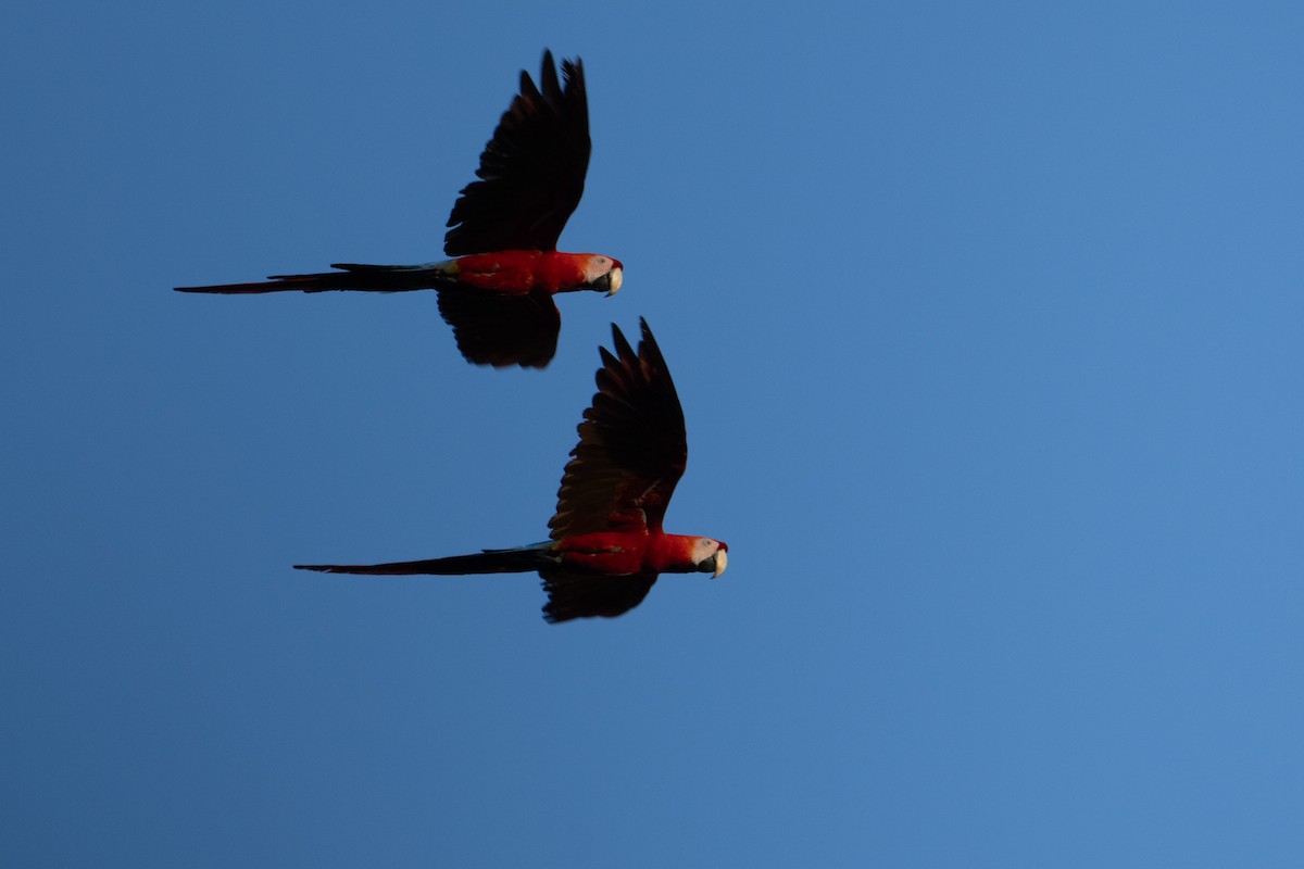 Scarlet Macaw - ML620114171