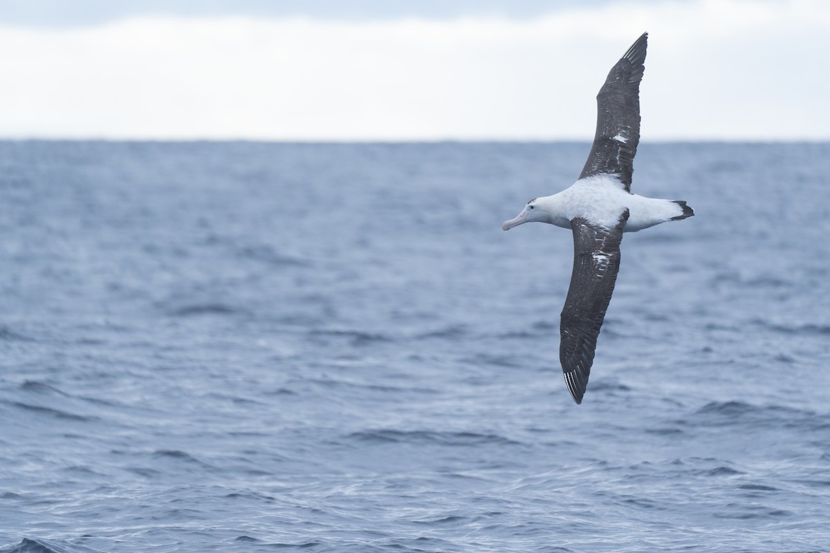 Antipodean Albatross (Gibson's) - ML620114177