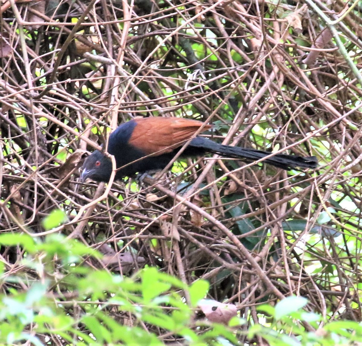 Greater Coucal - sean clancy