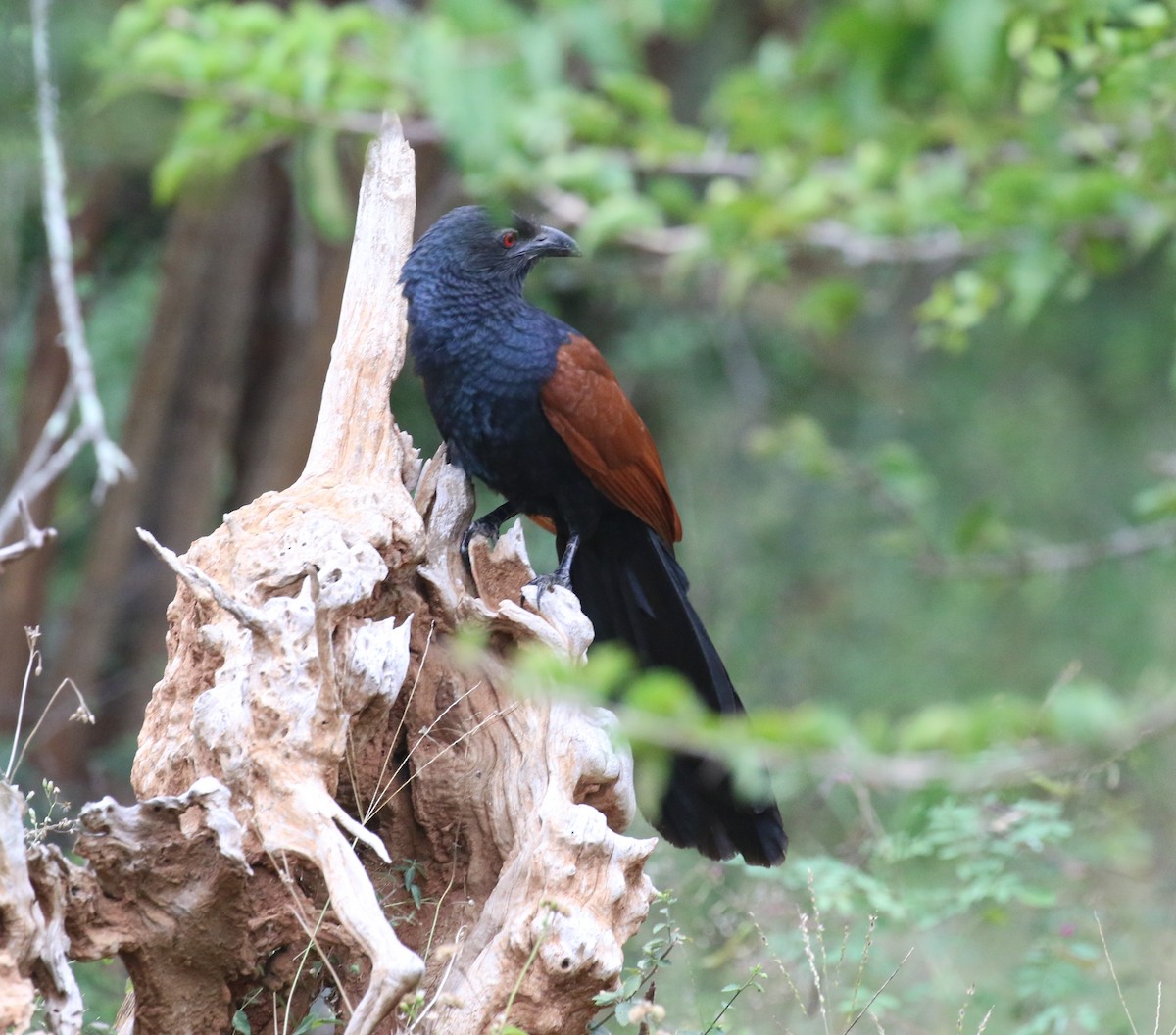Greater Coucal - ML620114180
