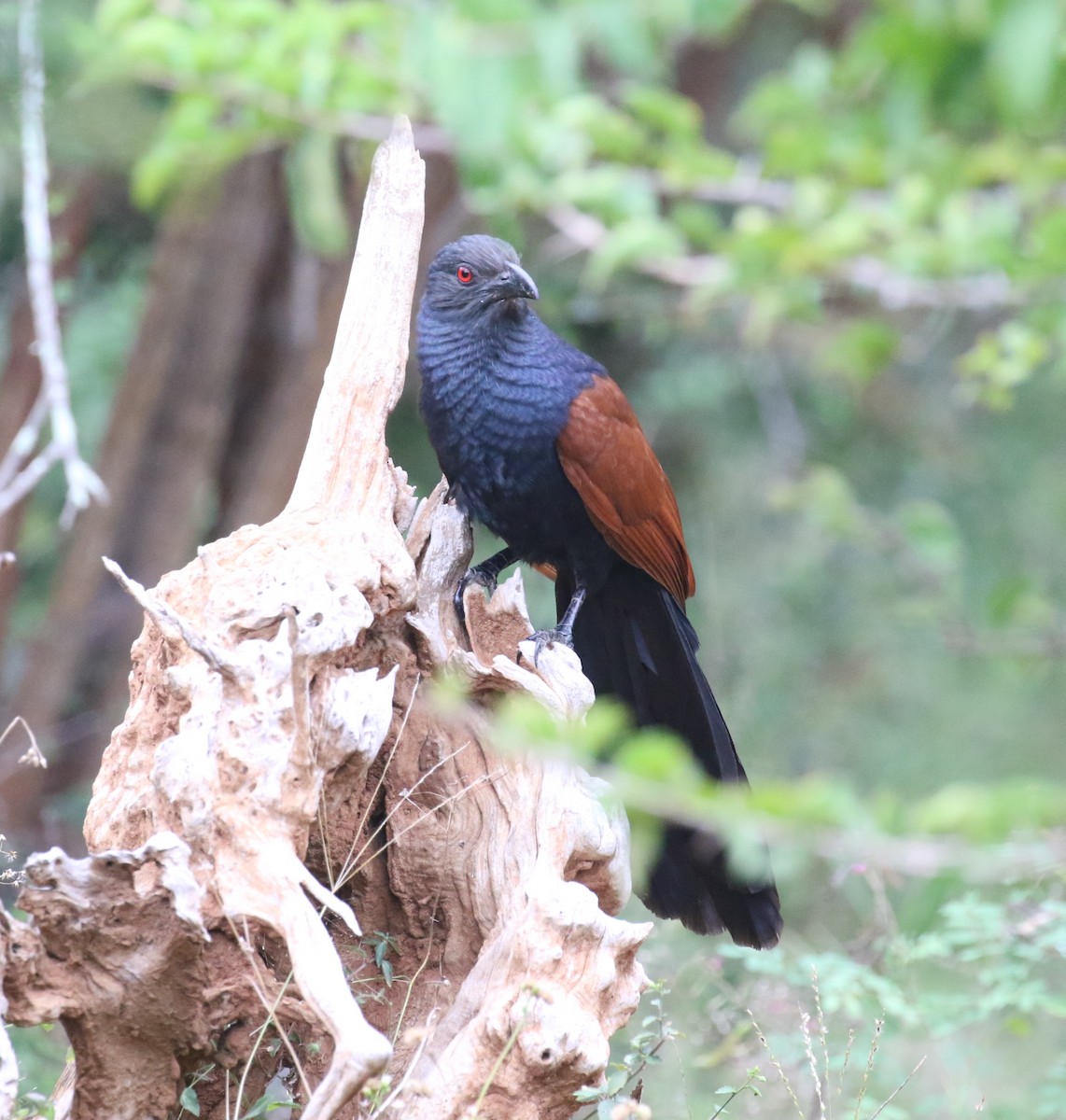 Greater Coucal - ML620114181