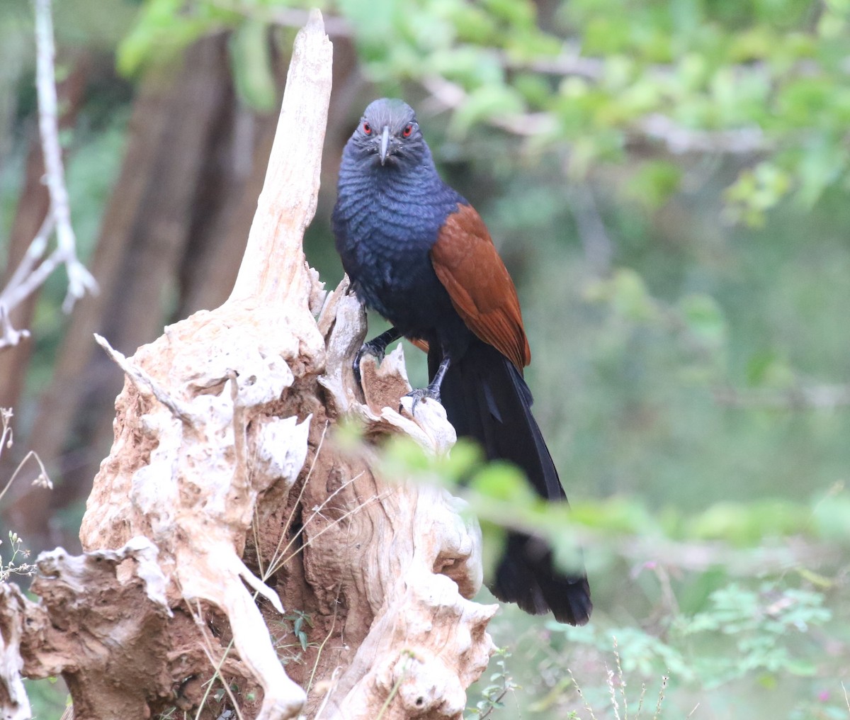 Greater Coucal - ML620114183