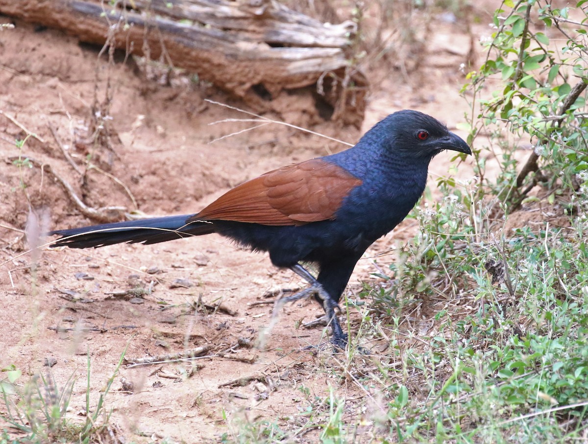 Greater Coucal - ML620114184