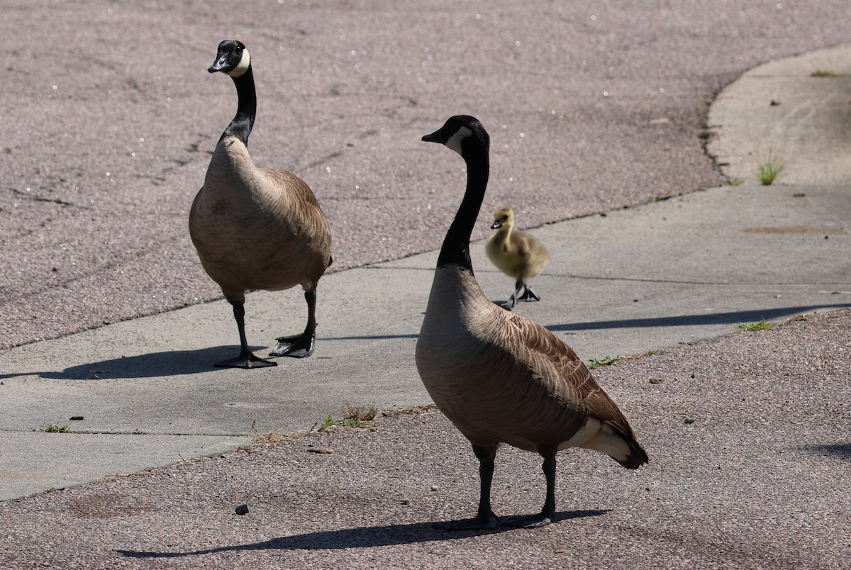 Canada Goose - ML620114193