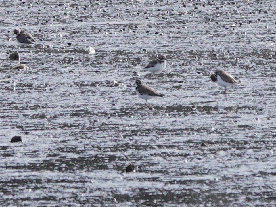 plover sp. - ML620114199