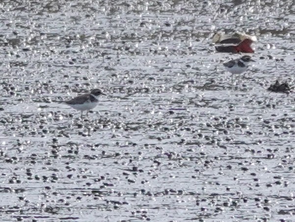 plover sp. - ML620114200