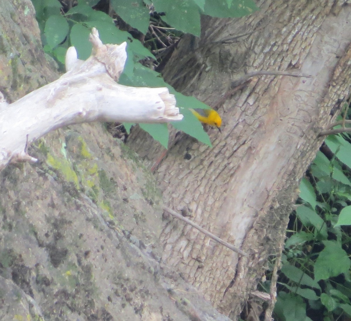 Prothonotary Warbler - ML620114201