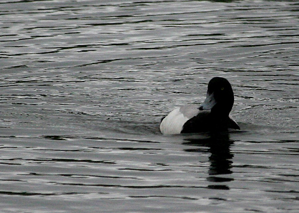 Greater Scaup - ML620114206