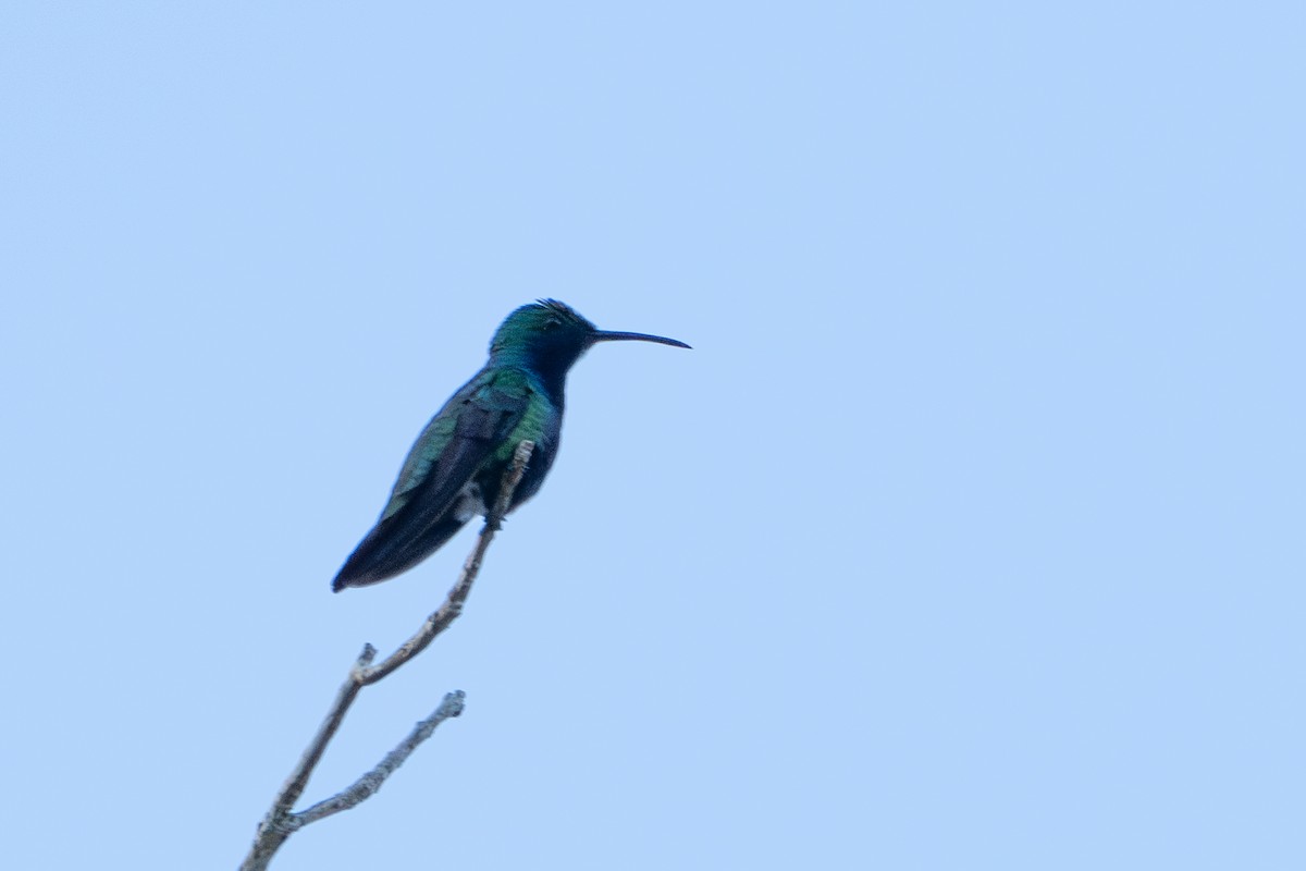 Black-throated Mango - ML620114209