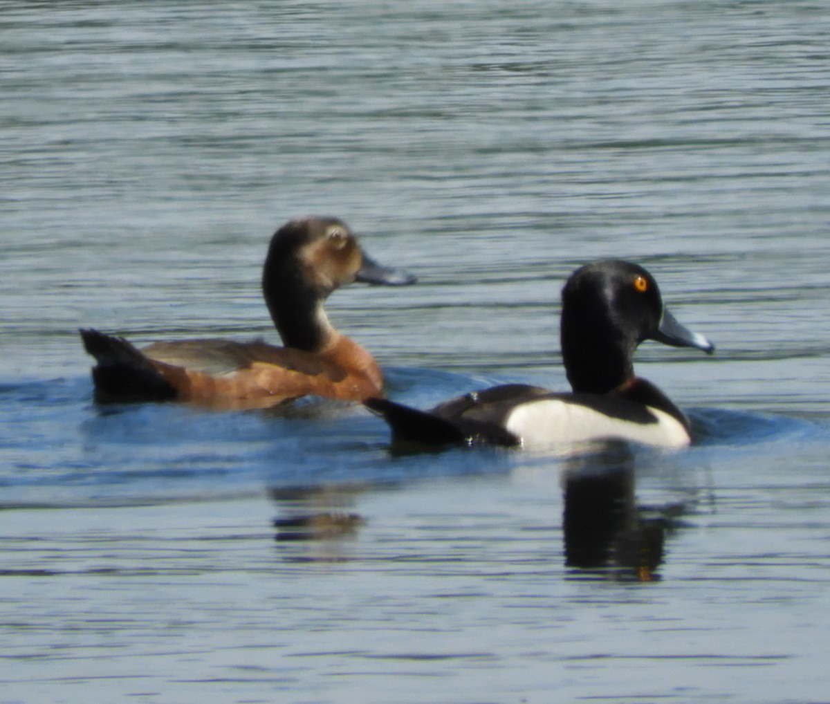 Ring-necked Duck - ML620114210