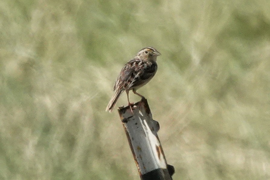 Grasshopper Sparrow - ML620114219