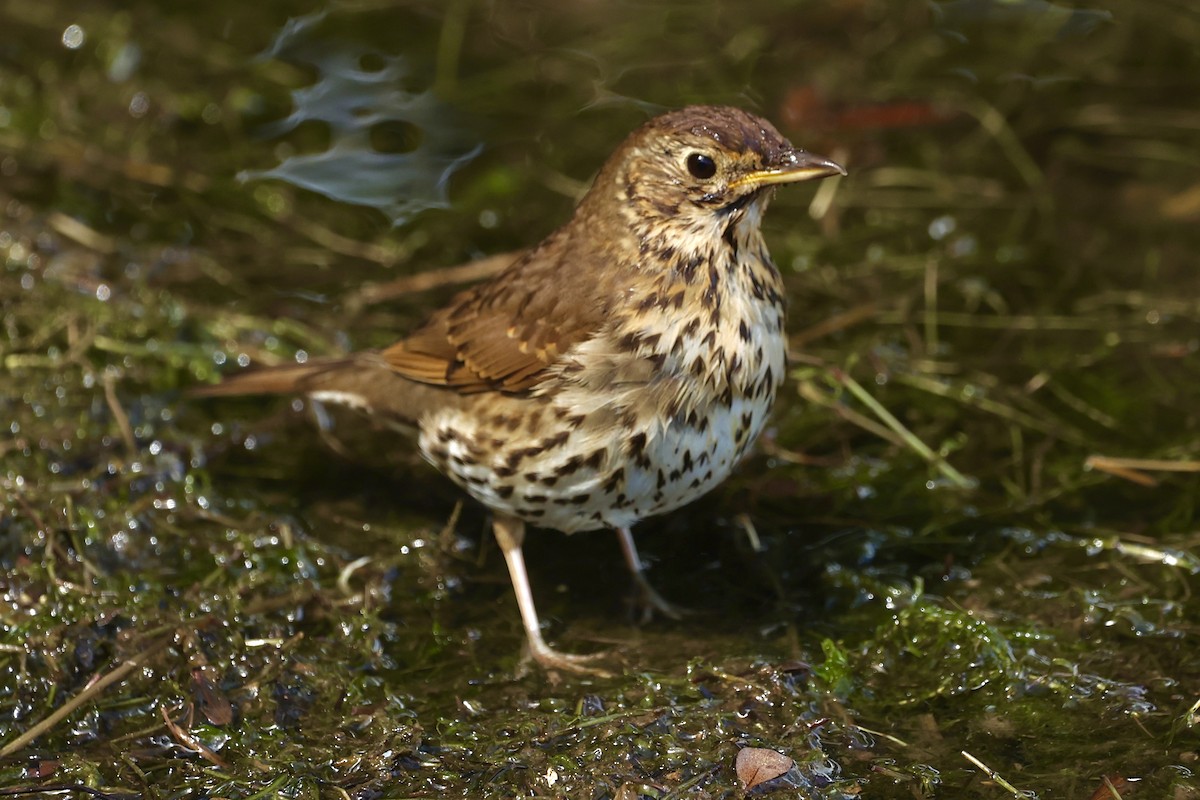 Дууч хөөндэй - ML620114221