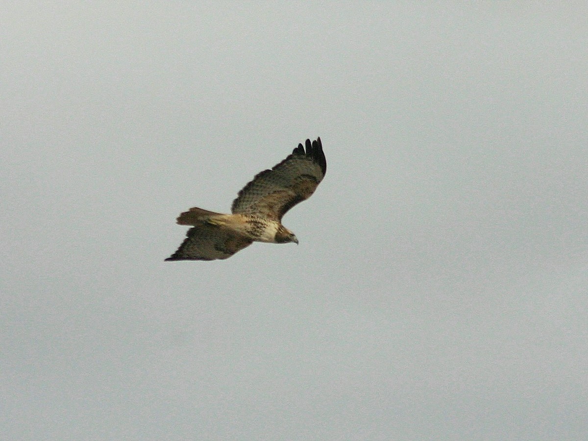 Red-tailed Hawk - ML620114224