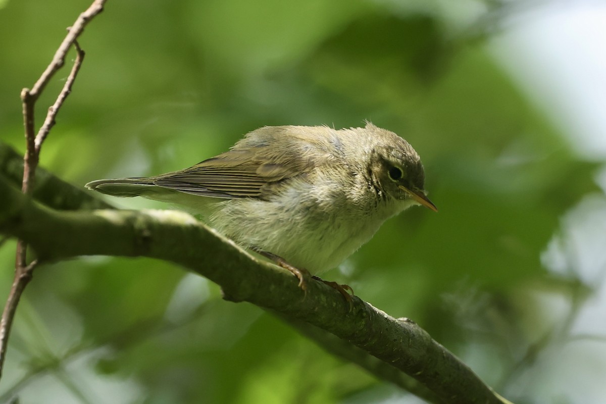 Урианхайн дууч шувуу - ML620114230