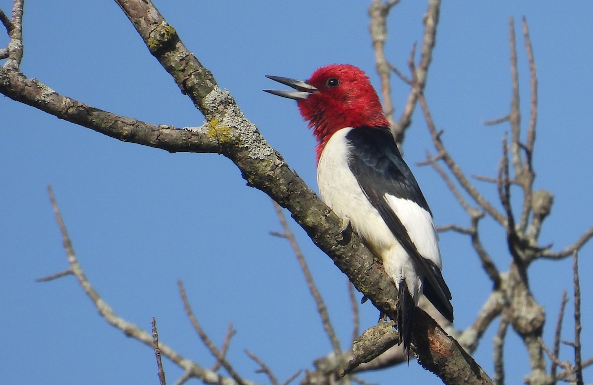 Red-headed Woodpecker - ML620114243