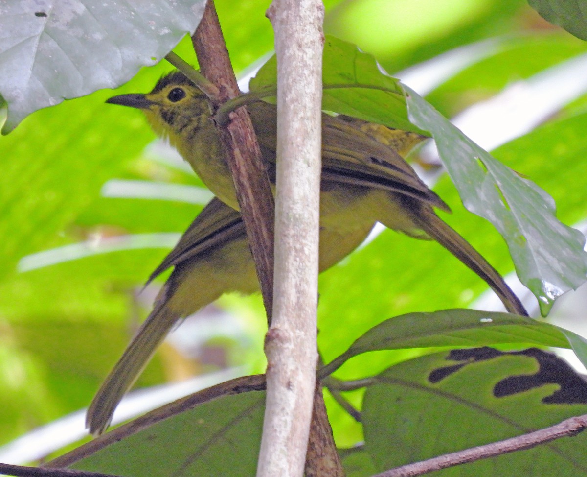 Bulbul Cejiamarillo - ML620114244