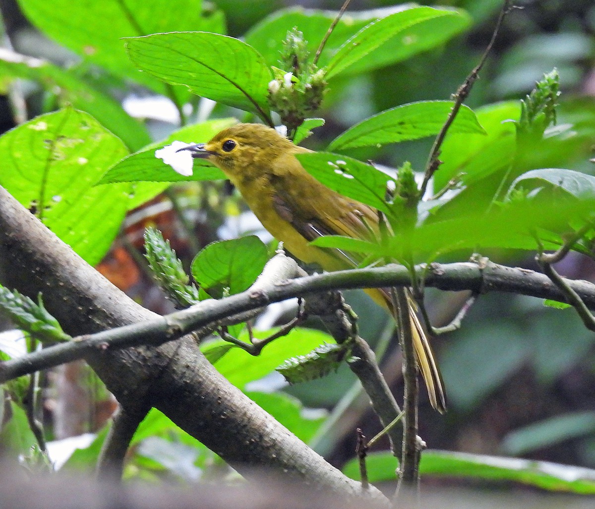 Yellow-browed Bulbul - ML620114249