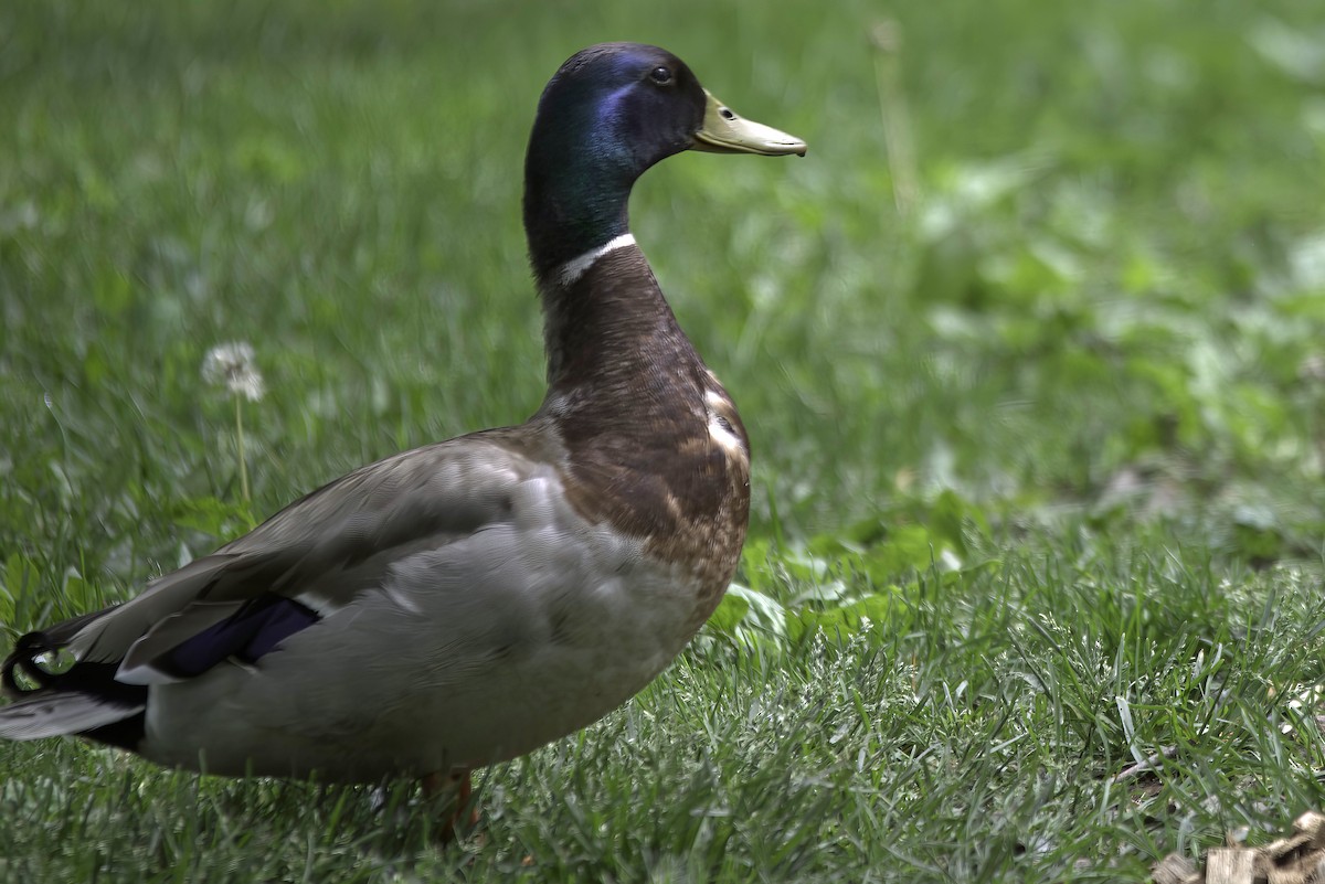 Mallard - Jim Tonkinson