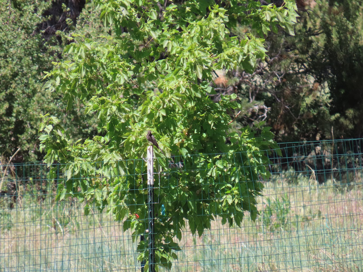 Black Phoebe - ML620114303