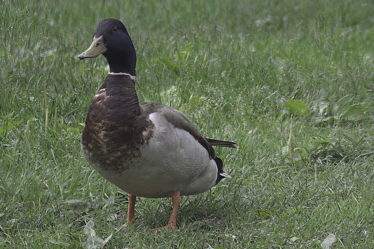 Mallard - ML620114304