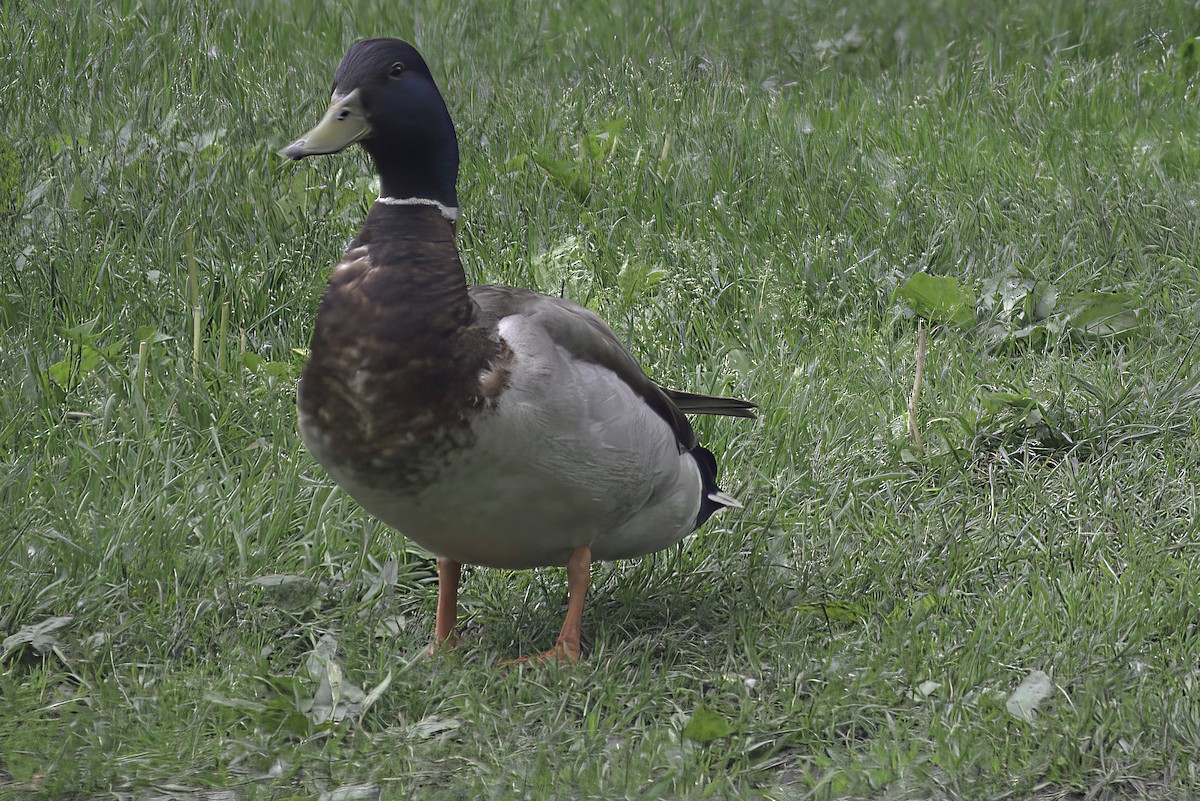 Mallard - ML620114305