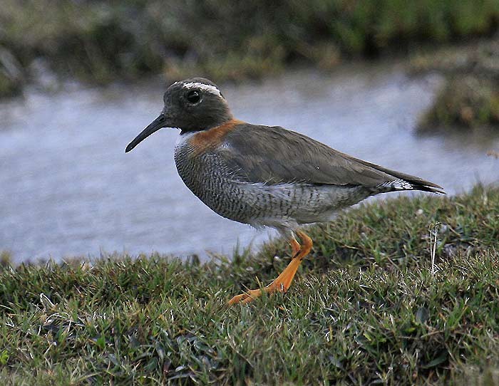 Diademed Sandpiper-Plover - ML620114308