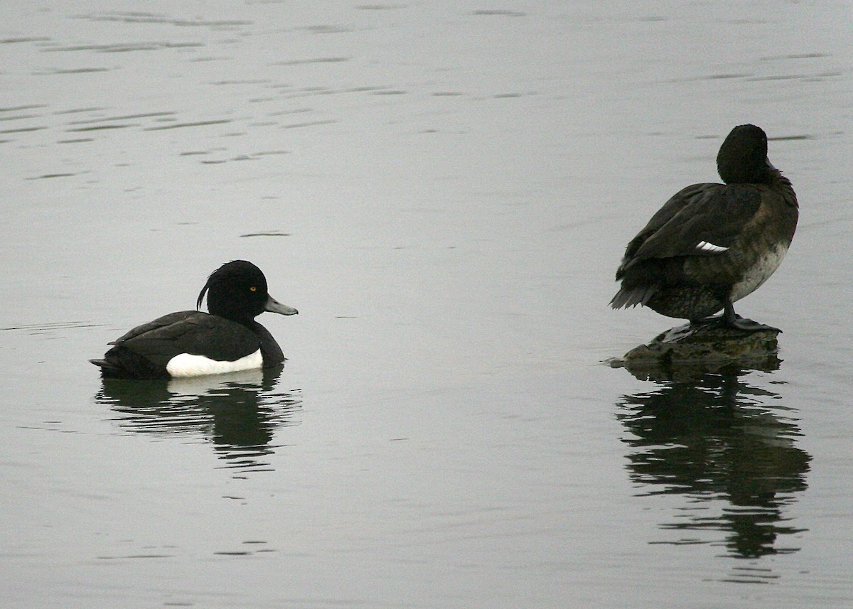 Tufted Duck - ML620114312