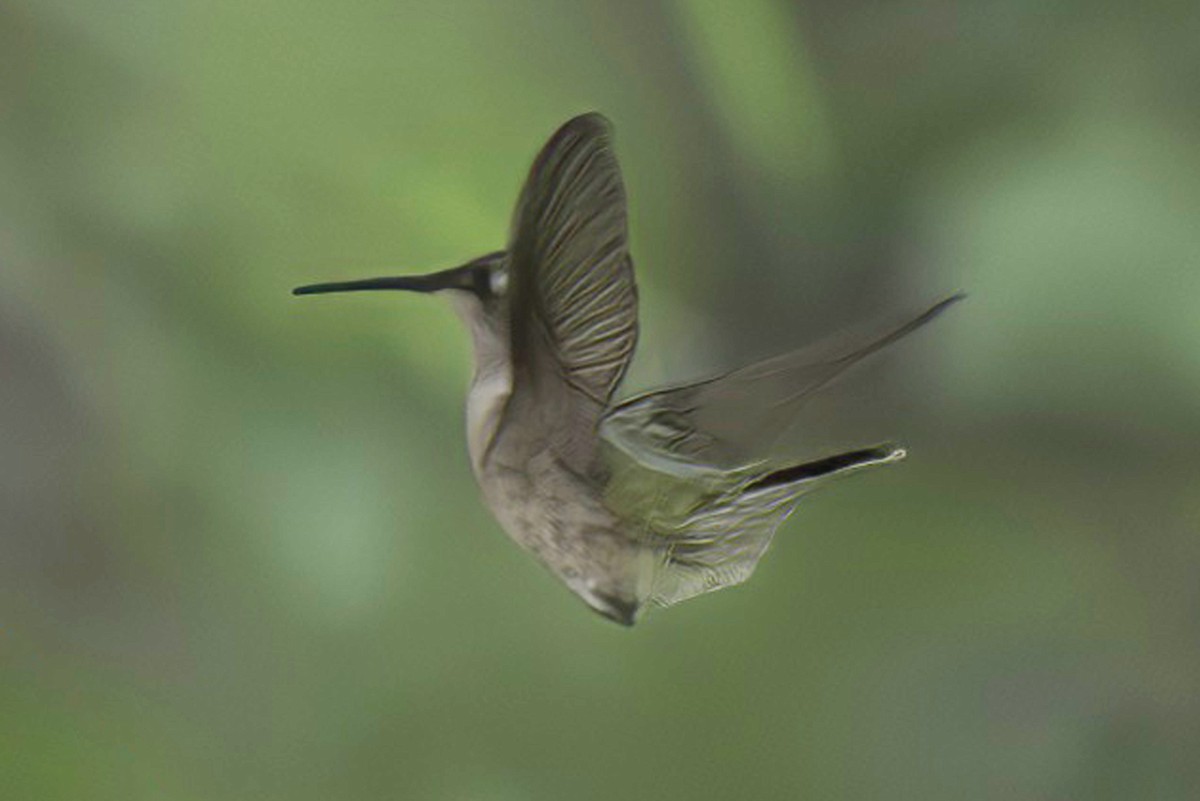 Ruby-throated Hummingbird - ML620114313