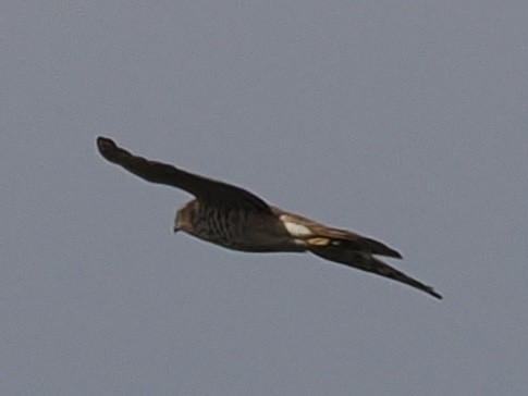 Eurasian Sparrowhawk - ML620114329