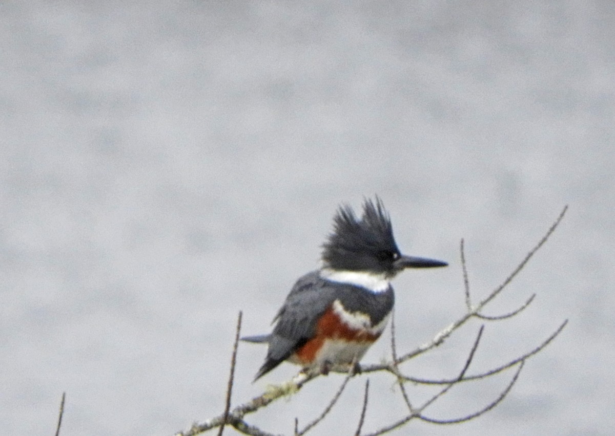 Belted Kingfisher - ML620114332