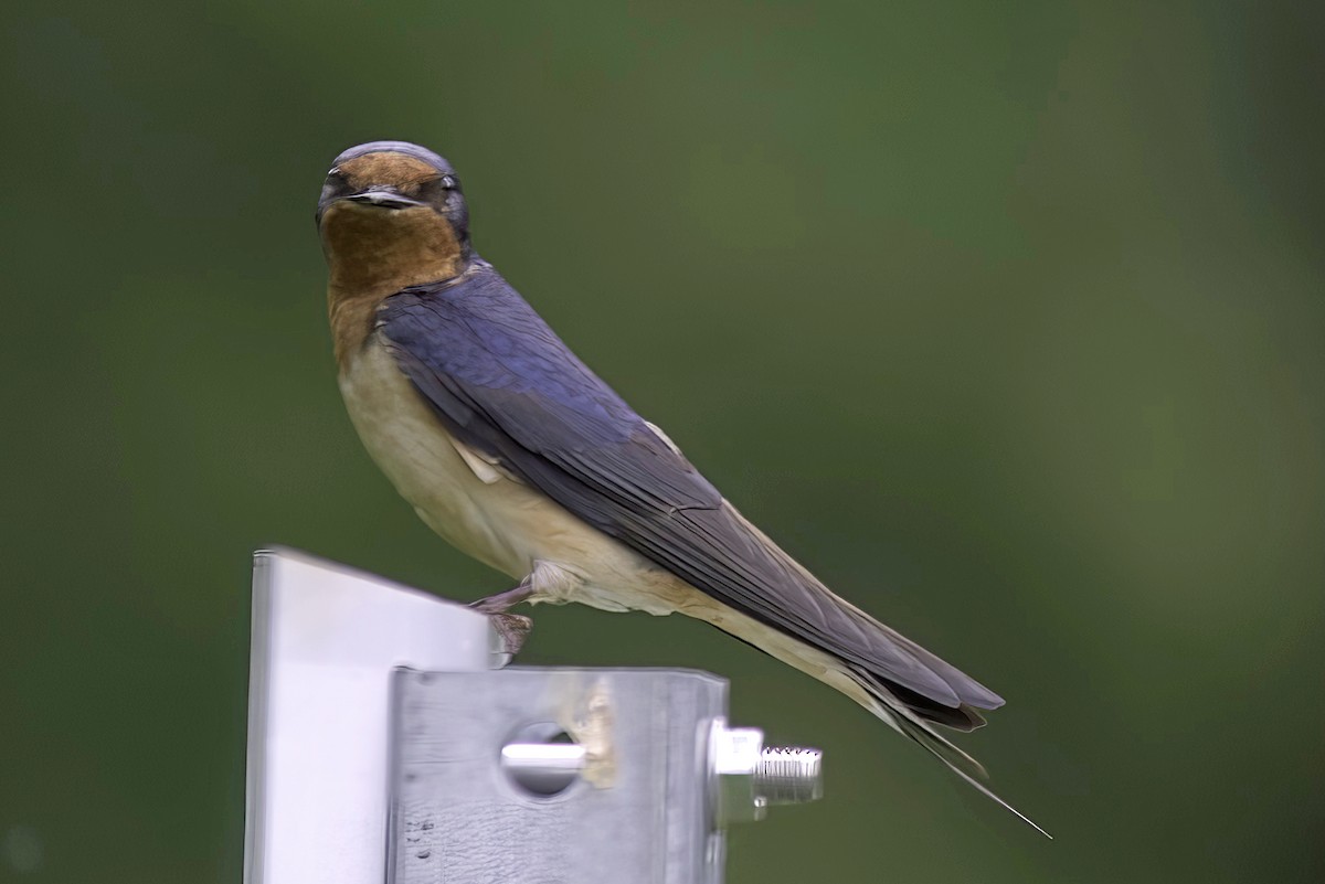 Barn Swallow - ML620114341