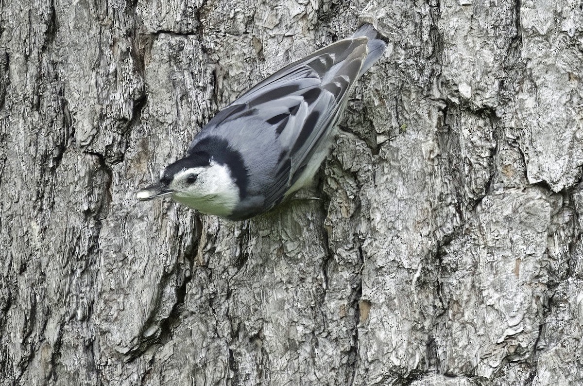 White-breasted Nuthatch - ML620114354