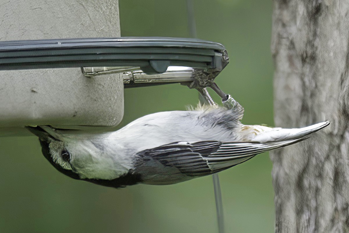 White-breasted Nuthatch - ML620114357
