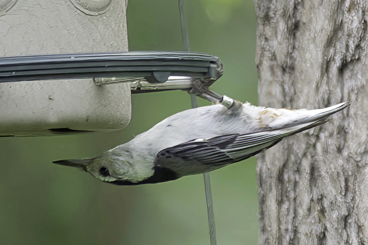 White-breasted Nuthatch - ML620114358