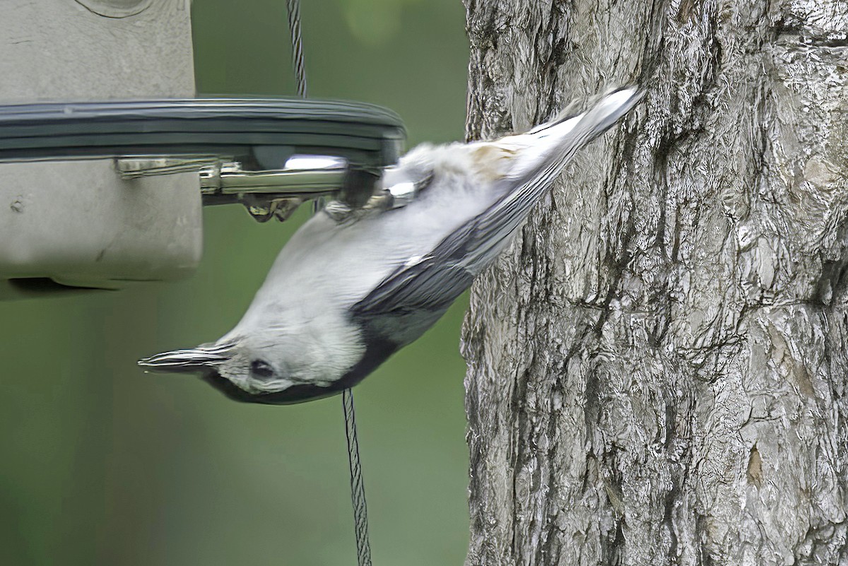 White-breasted Nuthatch - ML620114361