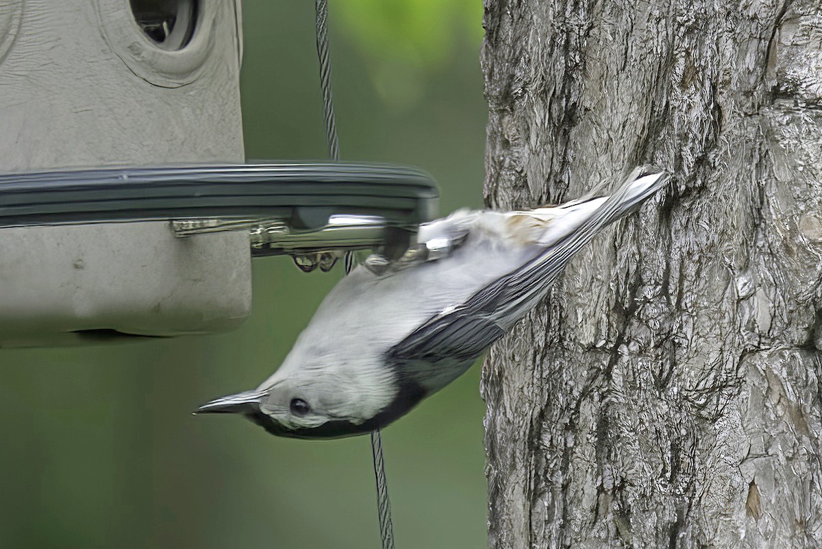 White-breasted Nuthatch - ML620114362