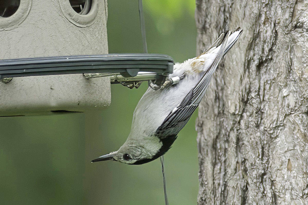 White-breasted Nuthatch - ML620114363