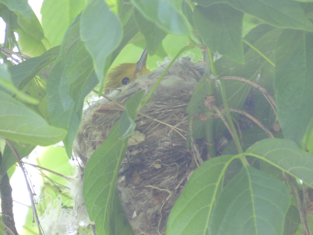 Yellow Warbler - ML620114366