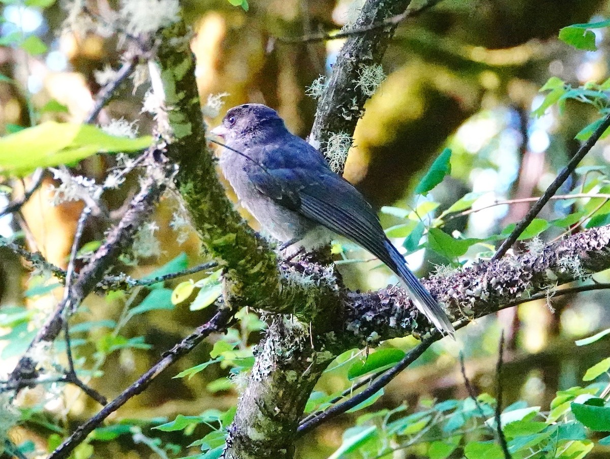 Canada Jay - ML620114367