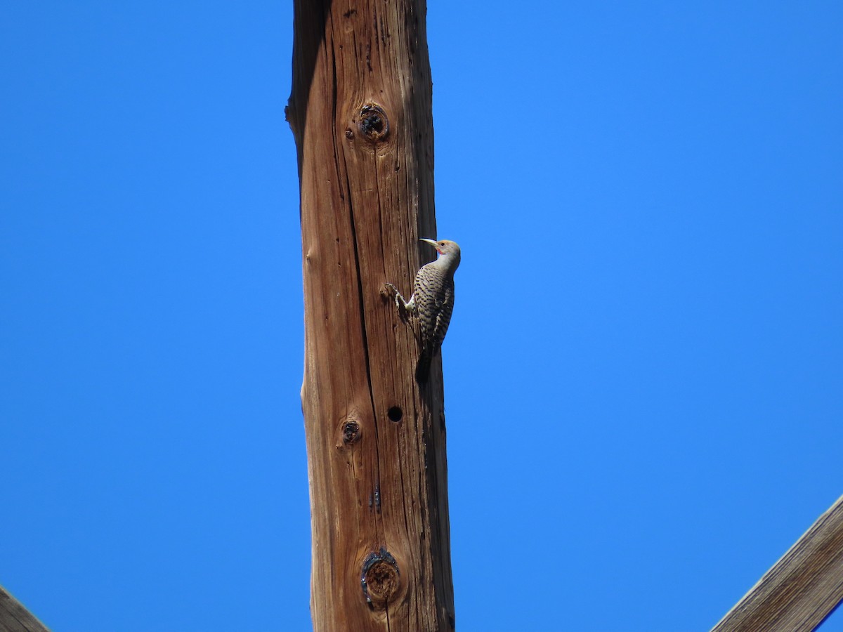 Northern Flicker - ML620114368