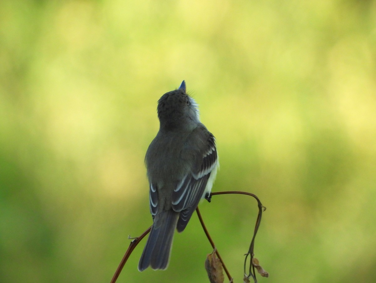 Willow Flycatcher - ML620114369