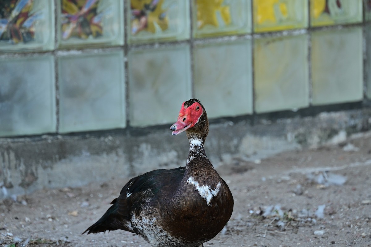 Muscovy Duck (Domestic type) - ML620114370