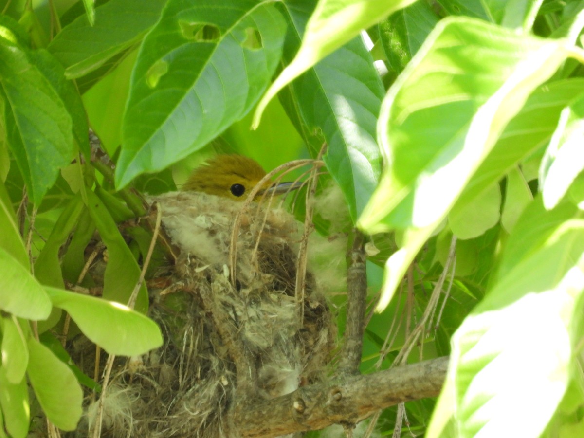 Yellow Warbler - ML620114371