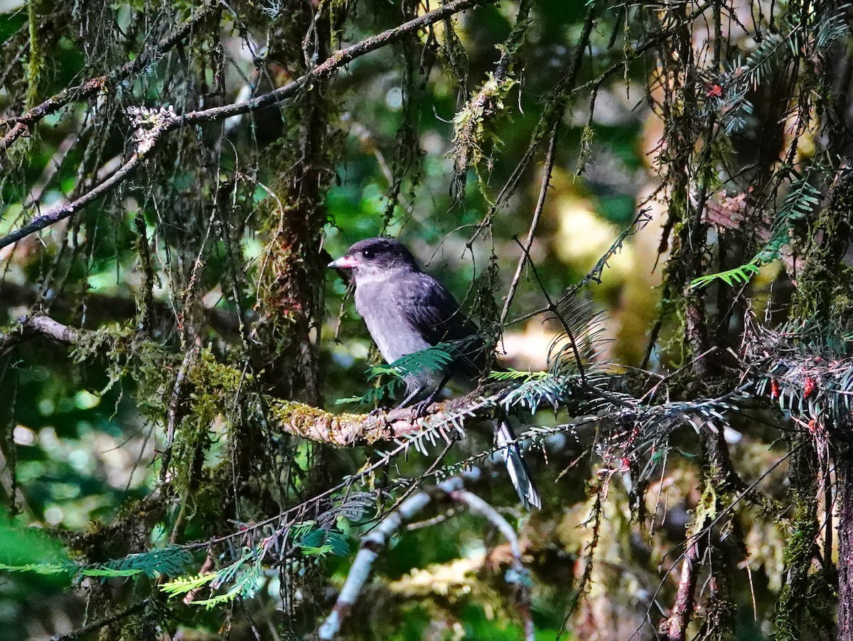 Canada Jay - ML620114372