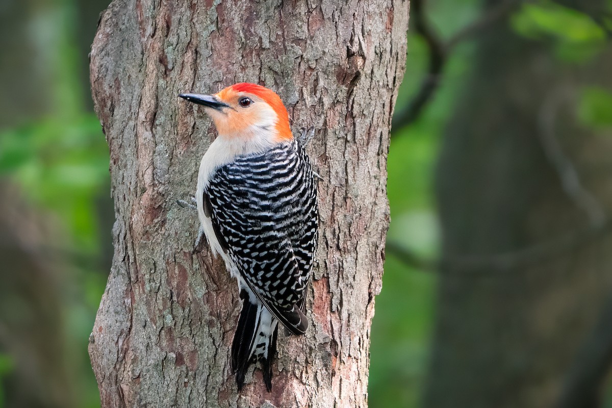 Red-bellied Woodpecker - Shawn Cooper